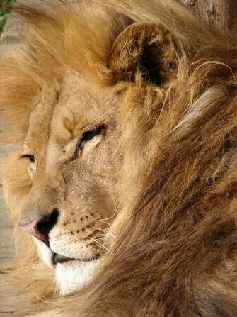 Lion Funny Wallpaper