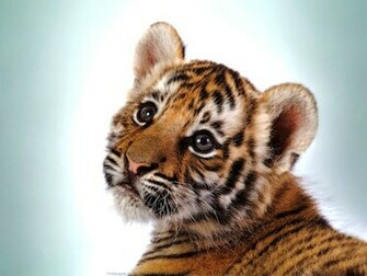 Tiger Cub Wallpaper
