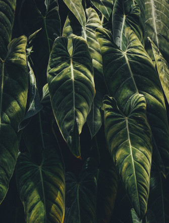 Plants iPhone Wallpaper