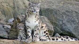 Snow Leopard HD Wallpaper Pic Photosjunction