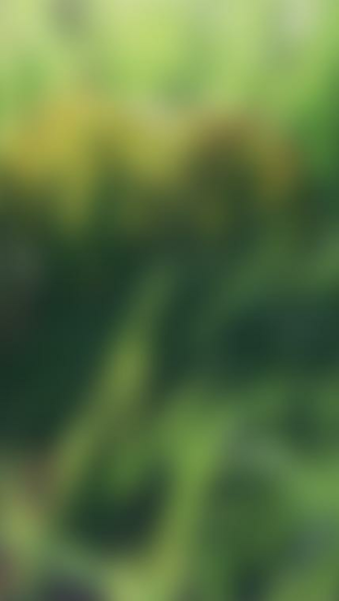 iPhone 5s Wallpaper