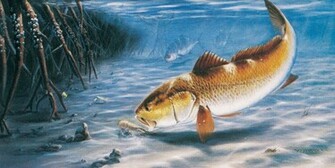 Thomas Krause Limited Edition Fish Prints