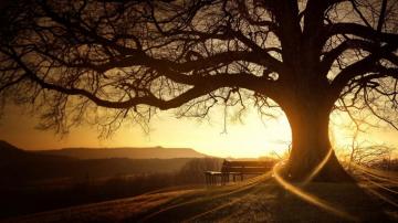 Sunset Tree Silhouette HD Wallpaper