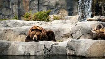 Grizzly Bear Wallpaper Animal