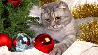 Cute Cats Christmas HD Wallpaper