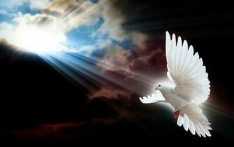 Dove Doves Wallpaper