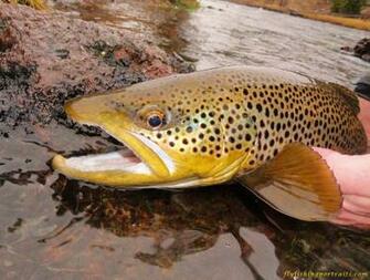 Madison River Mt Brown Trout Fly Fishing Portraits