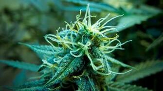 Weed Wallpaper HD Full