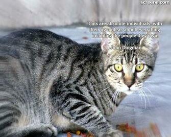 Cat Quotes Cats Wallpaper Innocent Nice