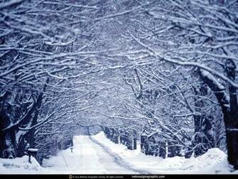 Vermont Snowy Maple Trees Photo Of The Day Picture