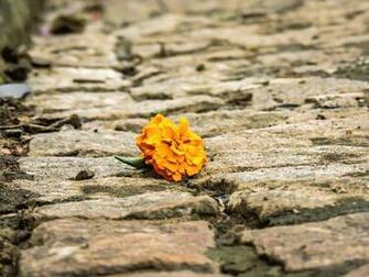 HD Wallpaper Brazil Una Vida Street Ch O Pedra Flor Flower