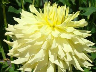 Dahlia Flower Image Yellow Art