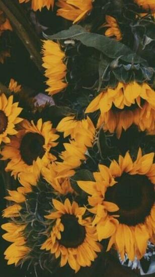 Sunflower Wallpaper Image Jllsly Belly Fat Burner In