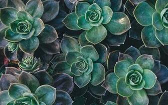 Green Aesthetic Mac Wallpaper Top
