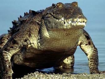 Crocodile Alligator HD Image Wallpaper Anatomy