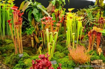 Carnivorous Plants Plant Types The Gardener