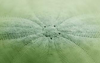 Sand Dollar Up Close Desktop Wallpaper