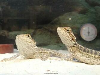 Bearded Dragon Wallpaper HD