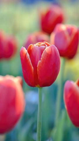 Red Tulips Flower Nature HD 4k Wallpaper