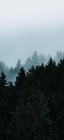 Green Pine Trees Under White Sky Tree Nature Grey