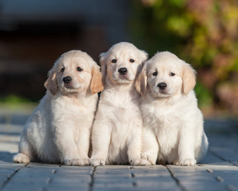 Puppy Dog Animal Golden Retriever 4k Ultra HD Wallpaper