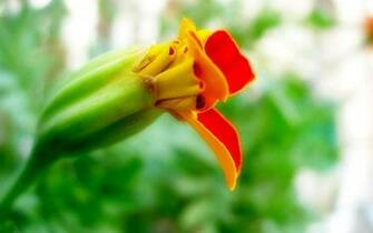 Nature Wallpaper Flowers Flower Cool Htm
