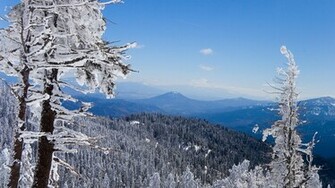 Winter Forest Wallpaper HD
