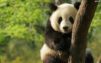 Lovely Panda Wallpaper Widescreen Cool