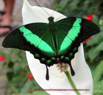 Beautiful Wallpaper Butterflies