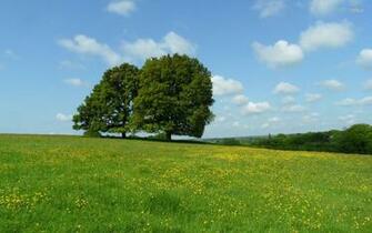 Flower Tree Sky Clouds Trees Cloud Spring