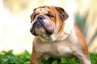 English Bulldog Wallpaper Android Apps On Google Play