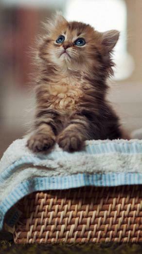 Cat Galaxy S4 Wallpaper HD