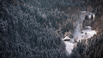 Winter Forest HD Wallpaper