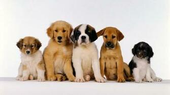 Puppy Photo HD Wallpaper Herunterladen