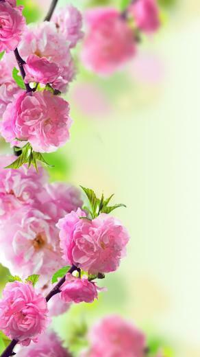 Spring Mobile Phone Wallpaper Mobilesmspk Net
