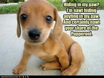 Funny And Cute Dog Pictures Desktop Wallpaper
