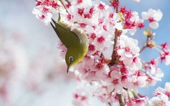 Cherry Blossoms And Bird Computer Desktop Wallpaper Pictures