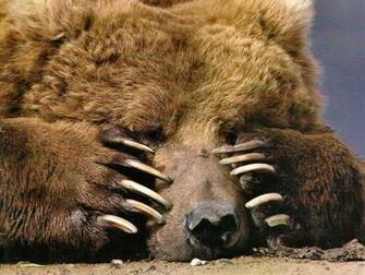 Peek A Boo Bruine Beer Wallpaper