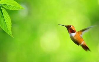 Gambar Wallpaper Burung Lucu HD Desktop Dp