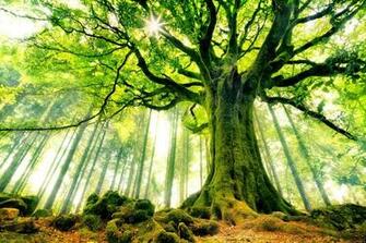 Greenish Wallpaper Image In Collection