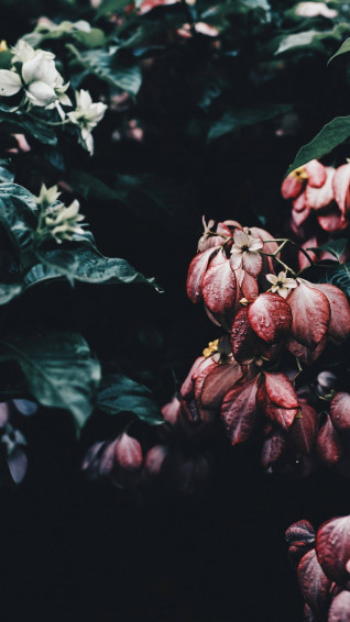 Plant iPhone Wallpaper