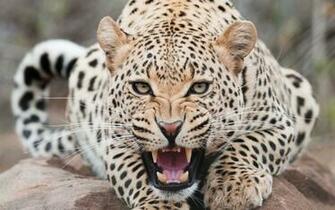 Snow Leopard Wallpaper The Animal Life