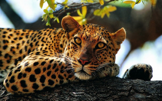 Jaguars Animals Nature Wallpaper HD