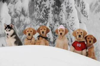 Puppies Died During The Making Of This Disney Movie And No One