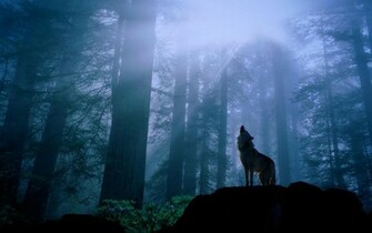 Wolf Computer Wallpaper Desktop Background Id