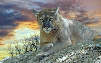 Cougar Desktop Wallpaper Animal Wp S Pinte