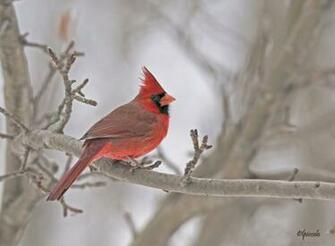 Winter Cardinal Wallpaper By Les Piccolo