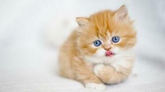 Cool Cat Kitten Wallpaper Stream