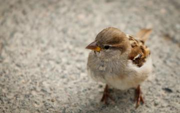 Sparrow Birds Wallpaper