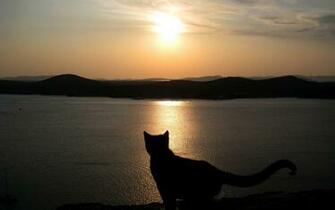 Cat Silhouette In The Sunset Wallpaper